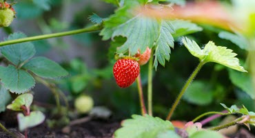 Organic Strawberry Researcher Wins Top Sustainability Award
